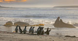 Magellanic Penguins